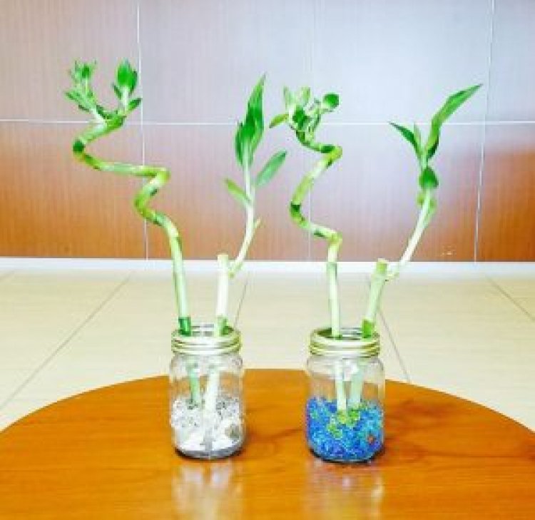 Lucky Bamboo with Vases